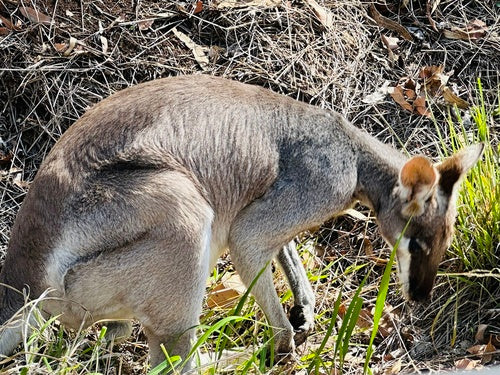 Whiptail-Wallaby — Bild 3 von 8