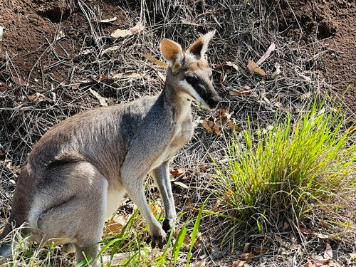 Whiptail-Wallaby — Bild 2 von 8