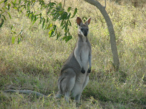 Whiptail-Wallaby — Bild 5 von 8