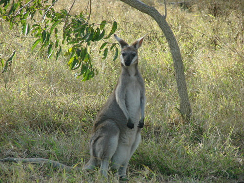 Whiptail-Wallaby — Bild 4 von 8