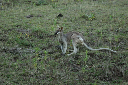 Whiptail-Wallaby — Bild 1 von 8