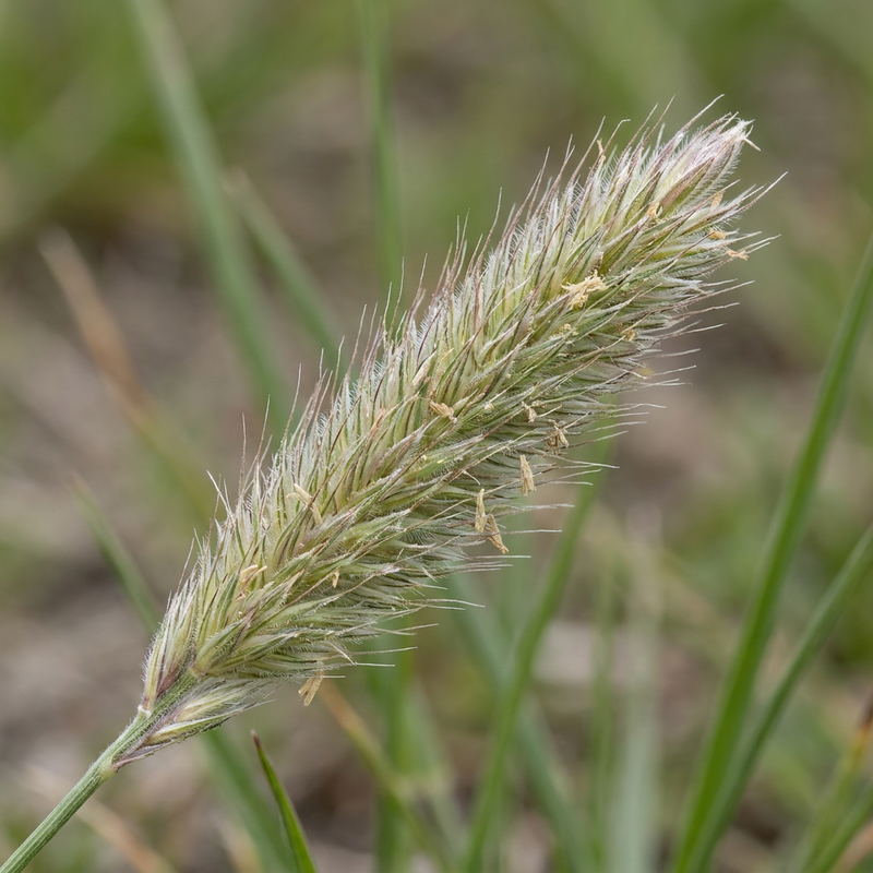 Wiesen-Fuchsschwanz (Alopecurus pratensis), KI-Illustration