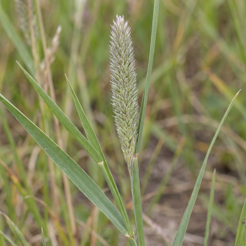 Wiesen-Lieschgras (Phleum pratense), KI-Illustration