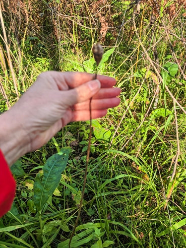 Wiesen-Schwertlilie — Bild 4 von 8