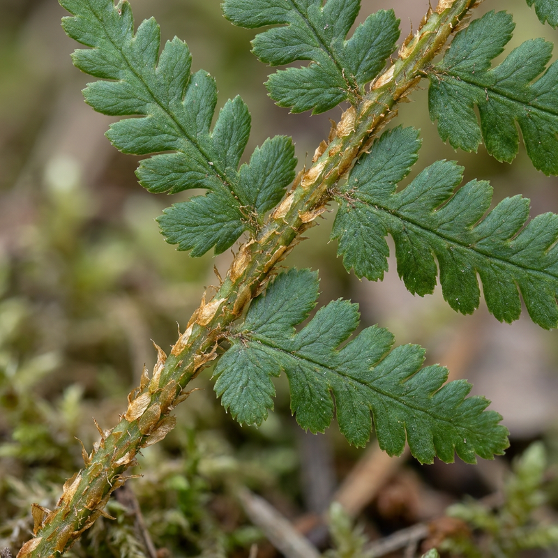 Wimper-Schuppenfarn (Dryopteris affinis), KI-Illustration