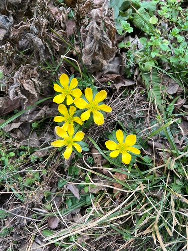 Winterling — Bild 1 von 8
