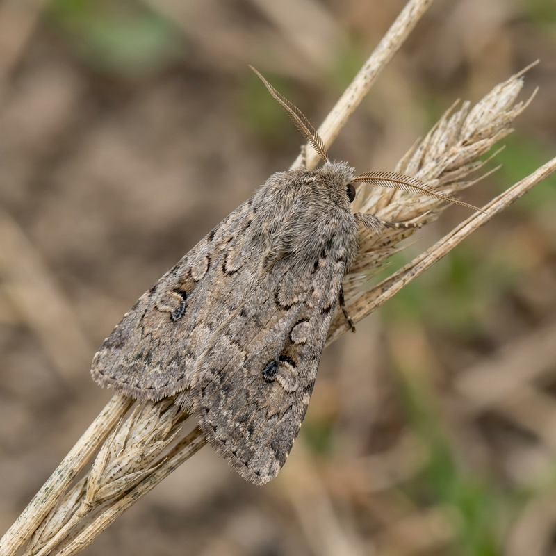 Wintersaateule (Agrotis segetum), KI-Illustration