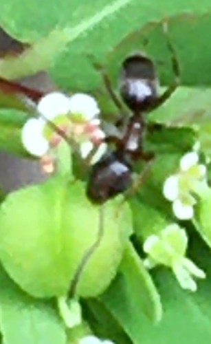Wohlriechende Hausameise — Bild 5 von 8