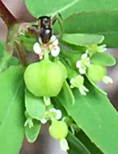Wohlriechende Hausameise — Bild 4 von 8