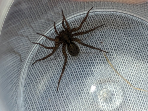 Wolfspinne (Gattung Pardosa) — Bild 5 von 12