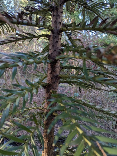 Wollemie — Bild 2 von 3