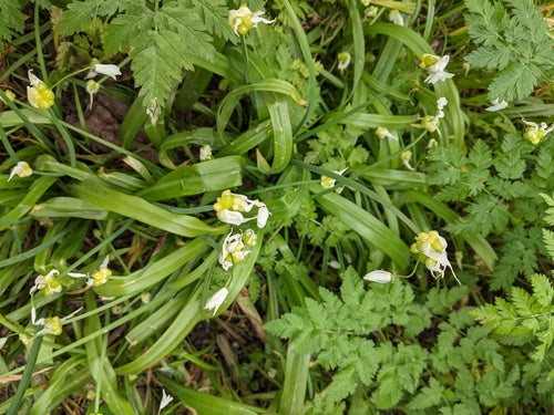 Wunderlauch — Bild 4 von 8