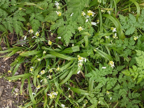 Wunderlauch — Bild 3 von 8