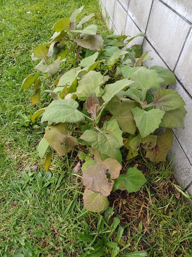 Yacon — Bild 5 von 8