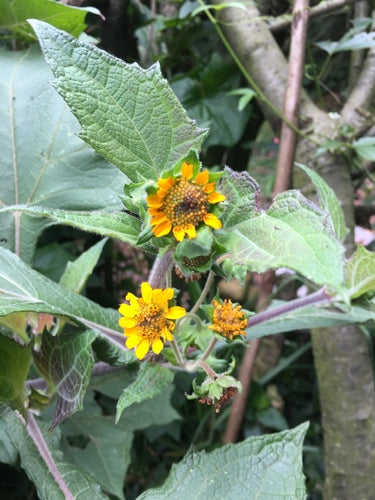 Yacon — Bild 4 von 8