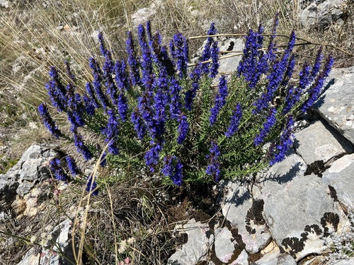 Ysop — Bild 3 von 8