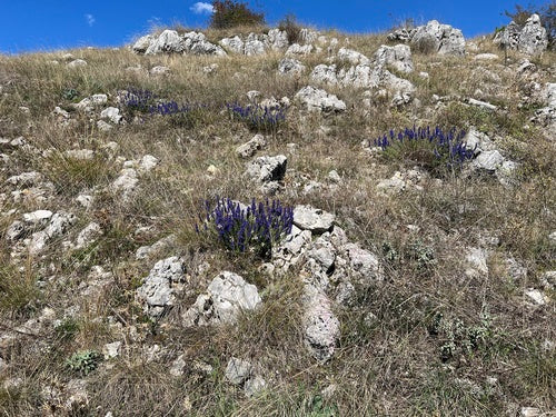 Ysop — Bild 2 von 8