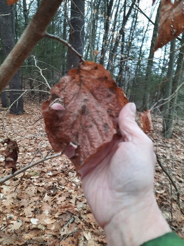 Zaubernuss — Bild 3 von 8