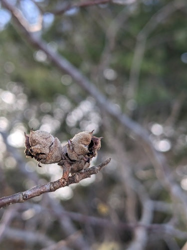 Zaubernuss — Bild 2 von 8