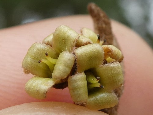 Zaubernuss — Bild 1 von 8