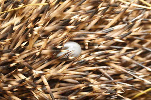 Zecken — Bild 5 von 51