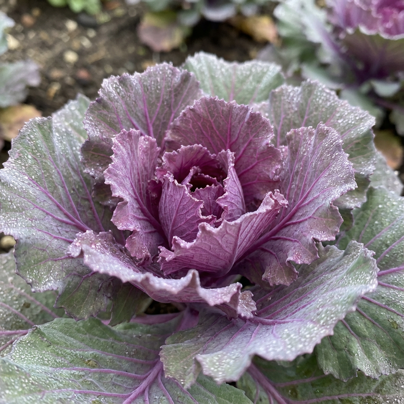 Zierkohl (Brassica oleracea var. acephala), KI-Illustration