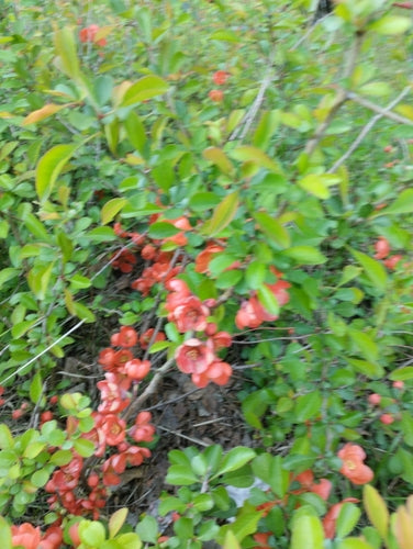Zierquitten — Bild 3