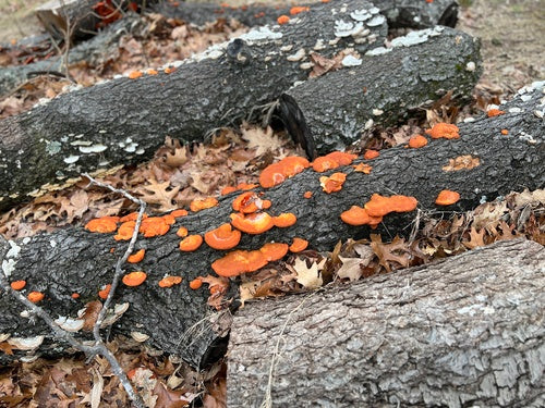 Zinnoberrote Tramete — Bild 4 von 8