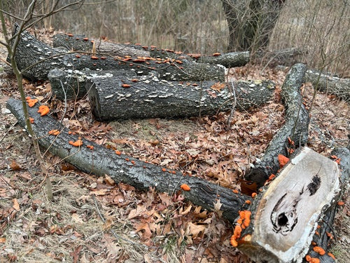 Zinnoberrote Tramete — Bild 3 von 8