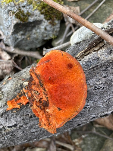 Zinnoberrote Tramete — Bild 2 von 8