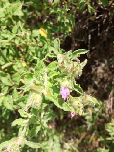 Zistrose — Bild 5 von 6