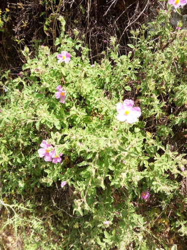 Zistrose — Bild 4 von 6