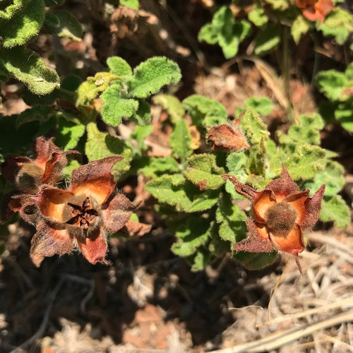 Zistrose — Bild 3 von 6