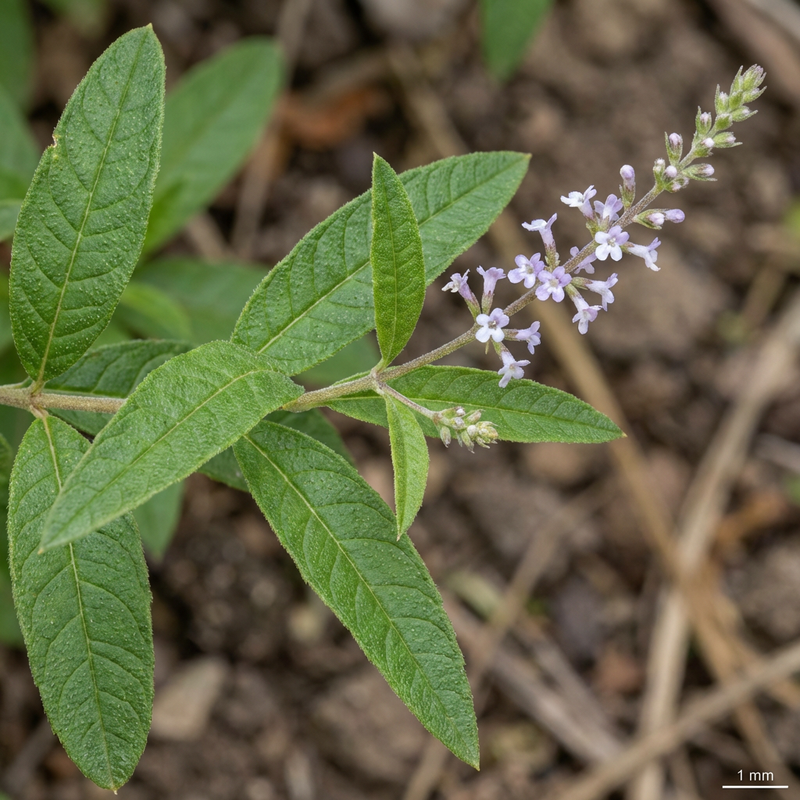 Zitronenverbene (Aloysia citrodora), KI-Illustration