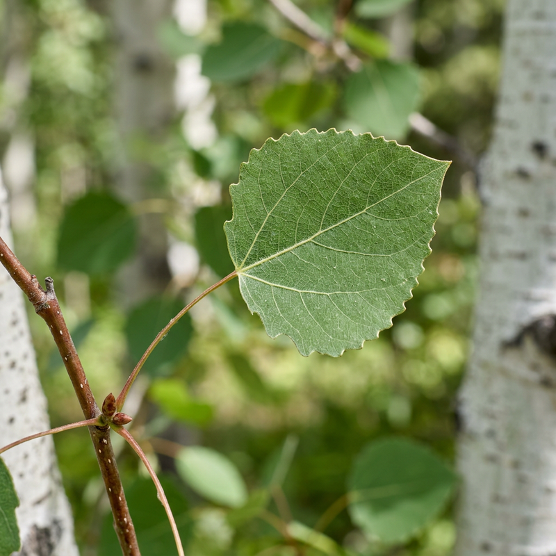 Zitter-Pappel (Populus tremuloides), KI-Illustration