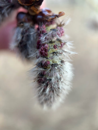 Zitter-Pappel — Bild 4 von 8