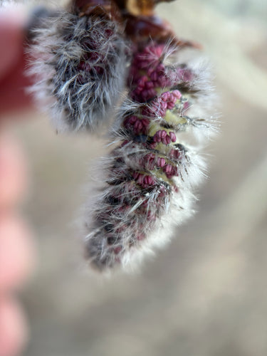 Zitter-Pappel — Bild 5 von 8