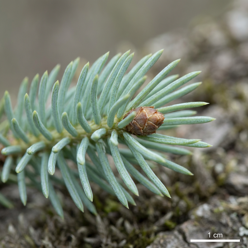 Zuckerhut-Fichte (Picea glauca), KI-Illustration