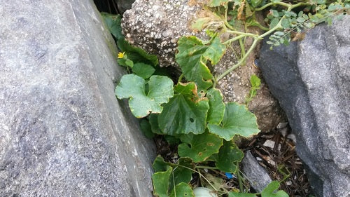 Zuckermelone — Bild 3 von 10