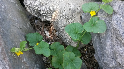 Zuckermelone — Bild 4 von 10