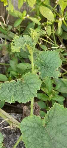 Zuckermelone — Bild 5 von 10