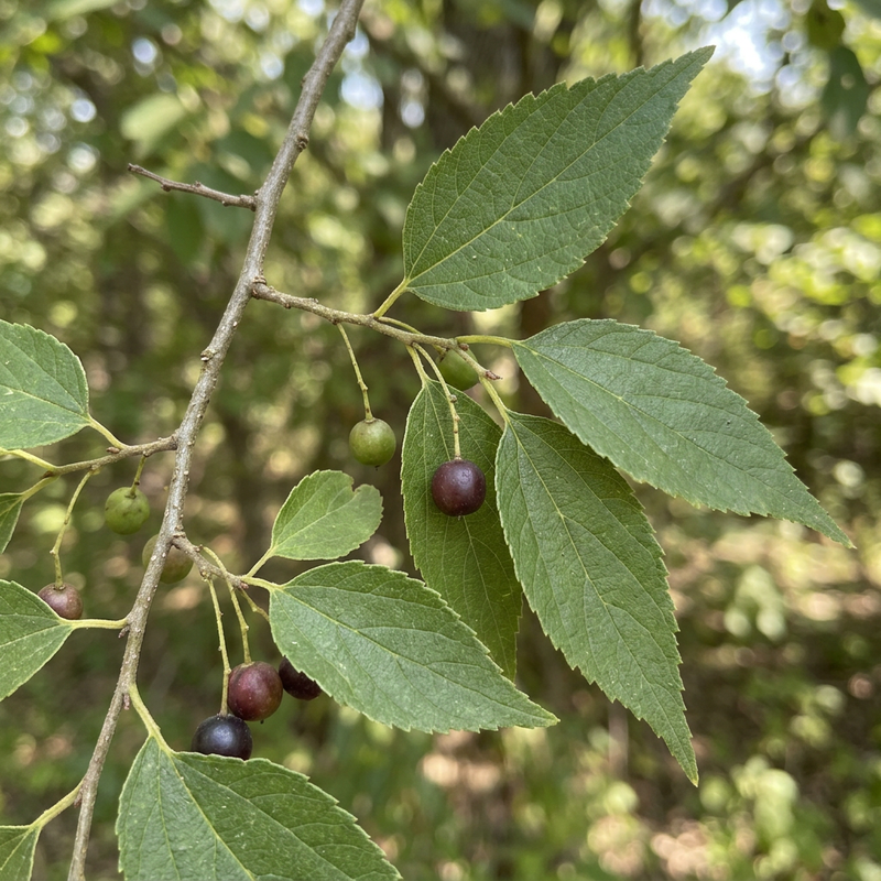 Zürgelbaum (Celtis), KI-Illustration
