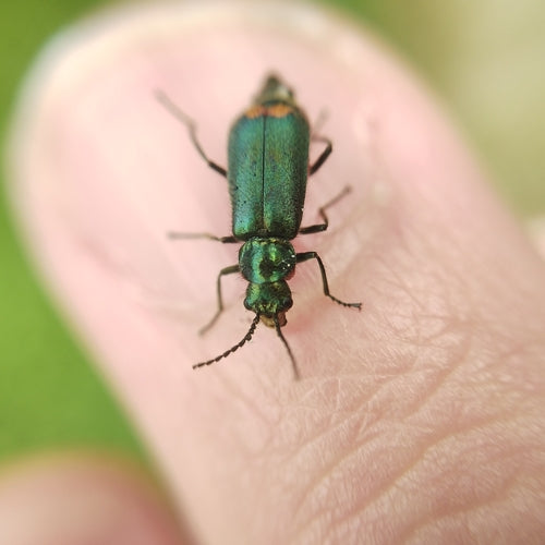 Zweifleckiger Zipfelkäfer — Bild 4 von 10
