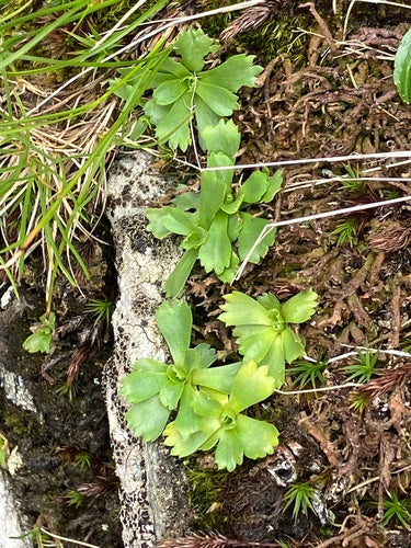 Zwerg-Primel — Bild 5 von 9