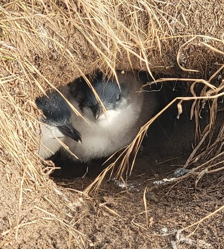Zwergpinguin — Bild 5 von 9